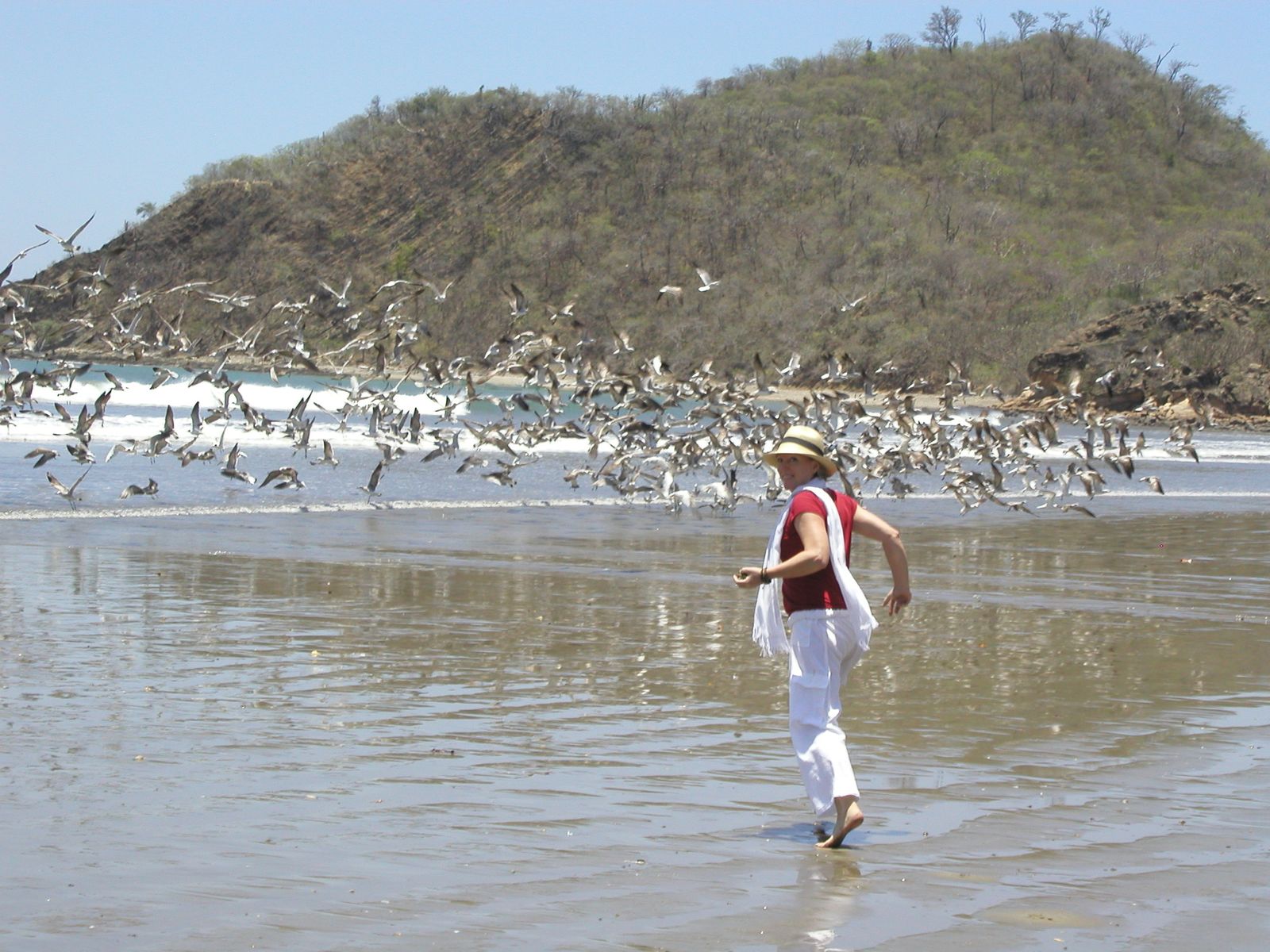 Shorebirds taking flight on the beach